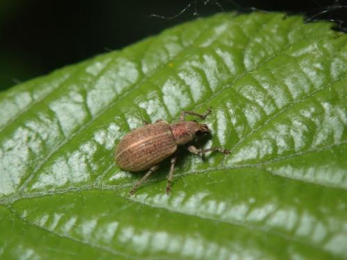 Réf. 281 658 : Polydrusus leucaspis